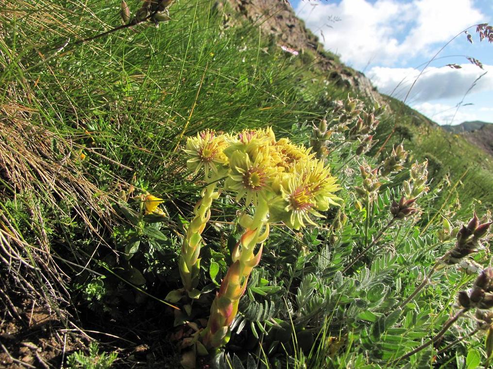 Sentieri ferrati, sentieri fioriti: i fiori dell''Albiolo